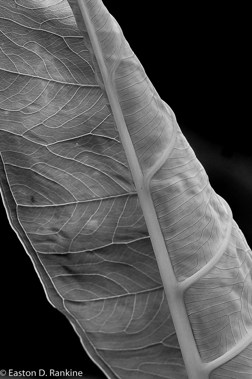 Taro Leaf