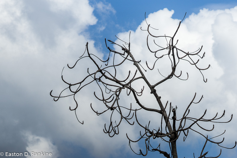 Dead Limb with Clouds