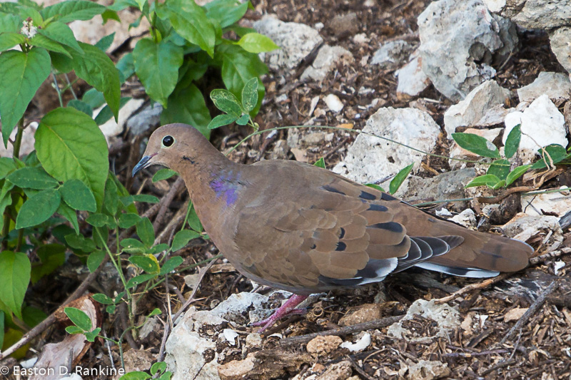 Pea Dove (Zenaida aurita)