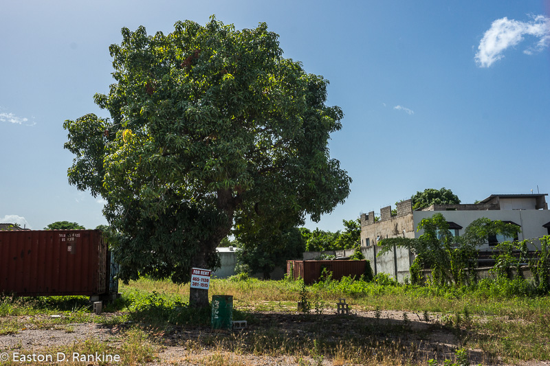 Mango Tree and Sign