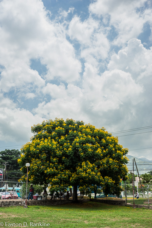 Flowering Tree