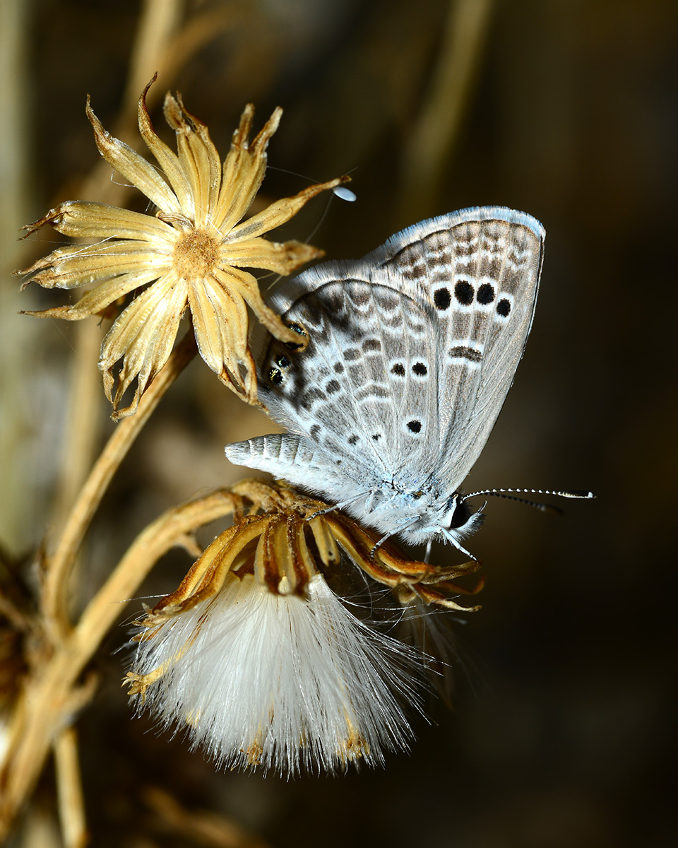 Reakirts blue on a dried up groundsel