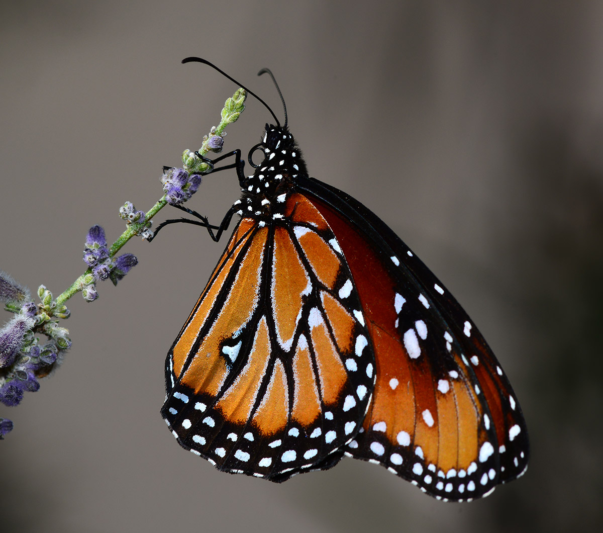 Queen butterfly looks a lot like a Monarch.. 