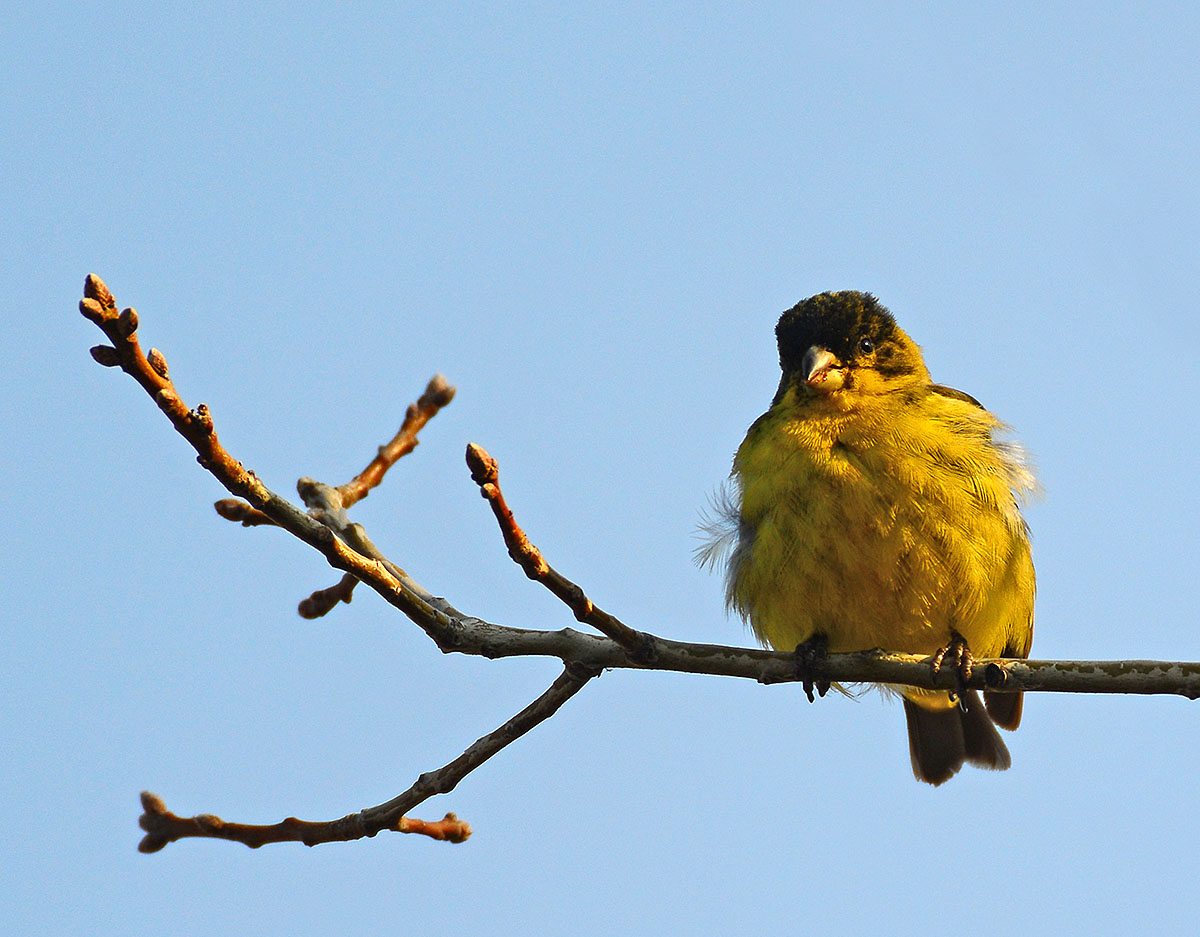 Cold male Goldfinch