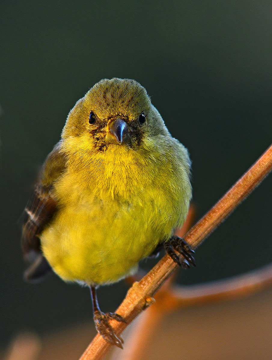 Female goldfinch has spotted me.