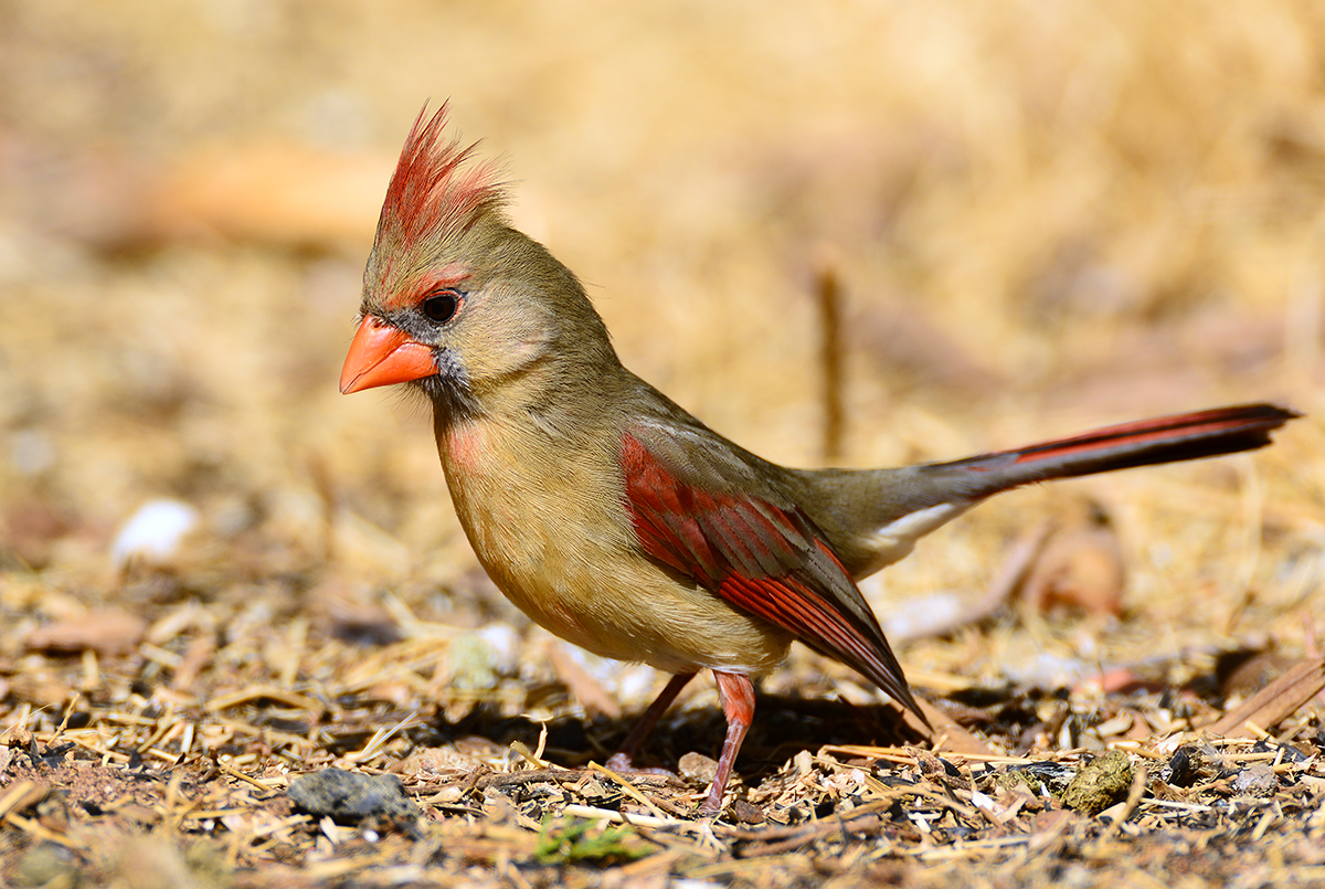 Cardinal at the feeding station