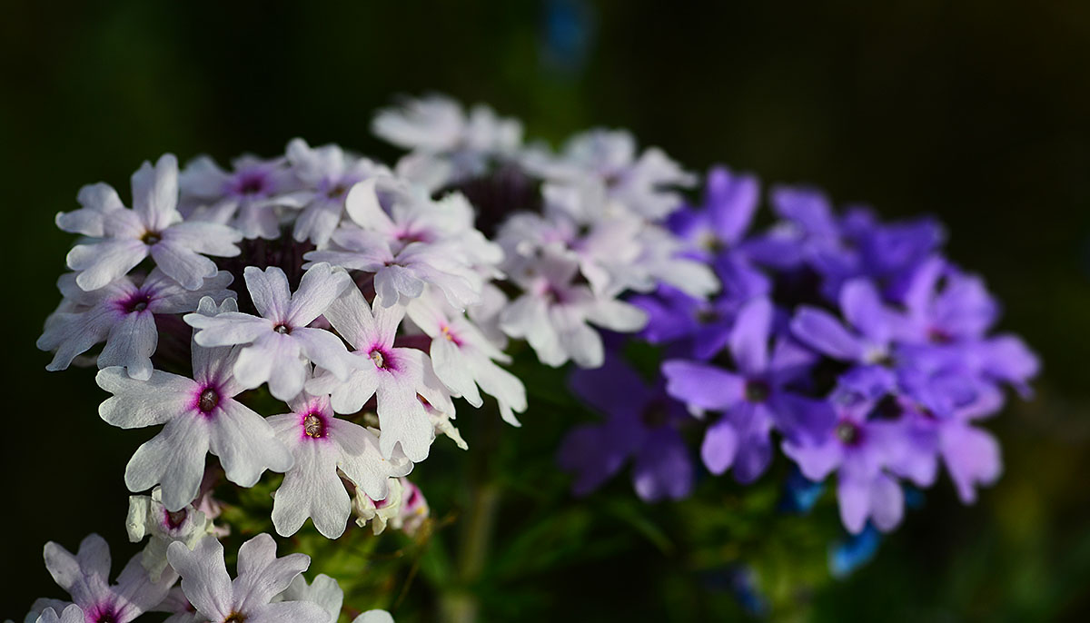 White verbena mixed in with all the purple ones
