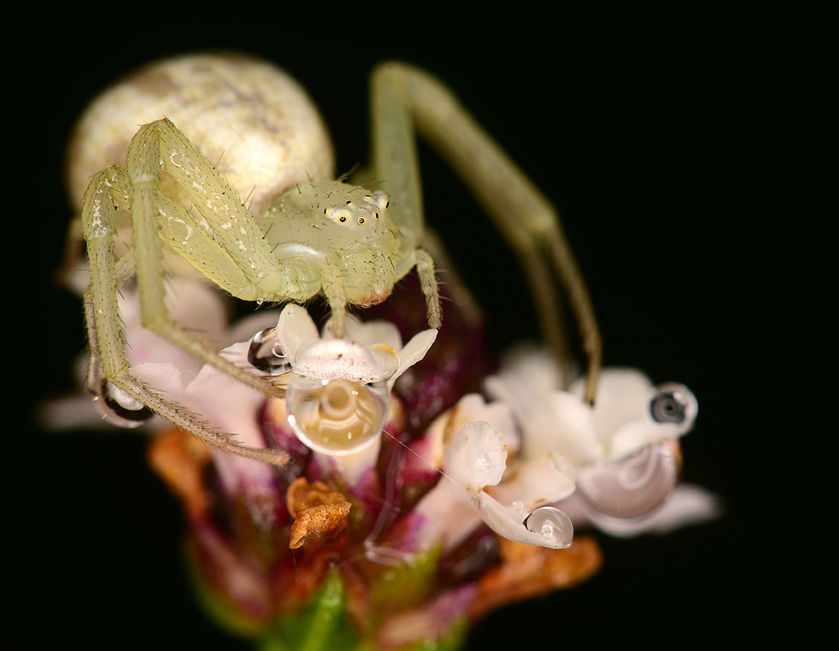 crab spider on frog fruit