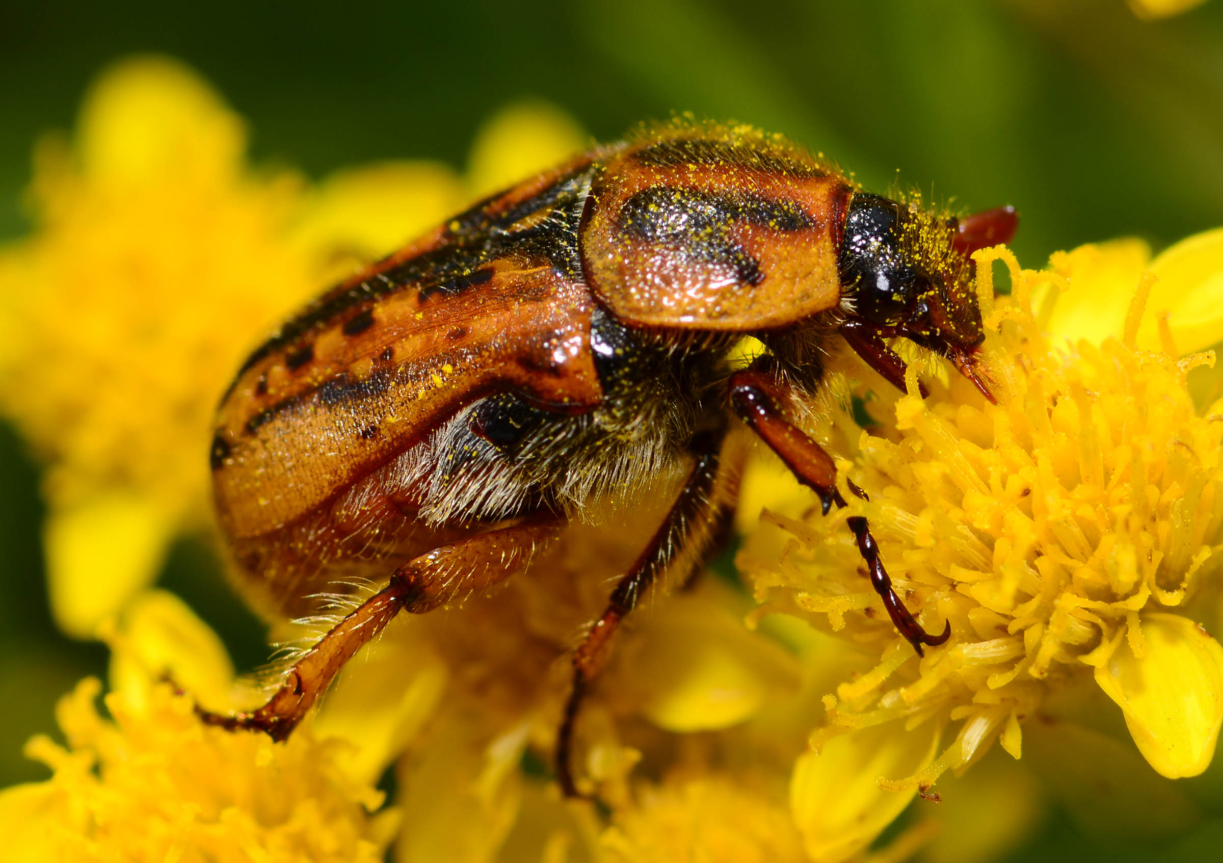 flower scarab beetle eating and pollinating.