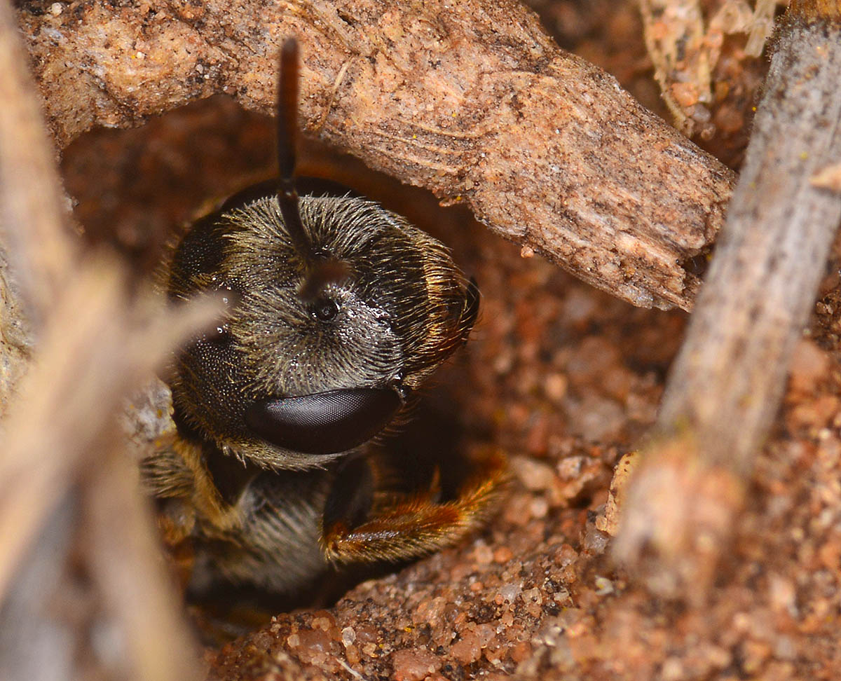 Sweat bee leaving its nest burrow. 