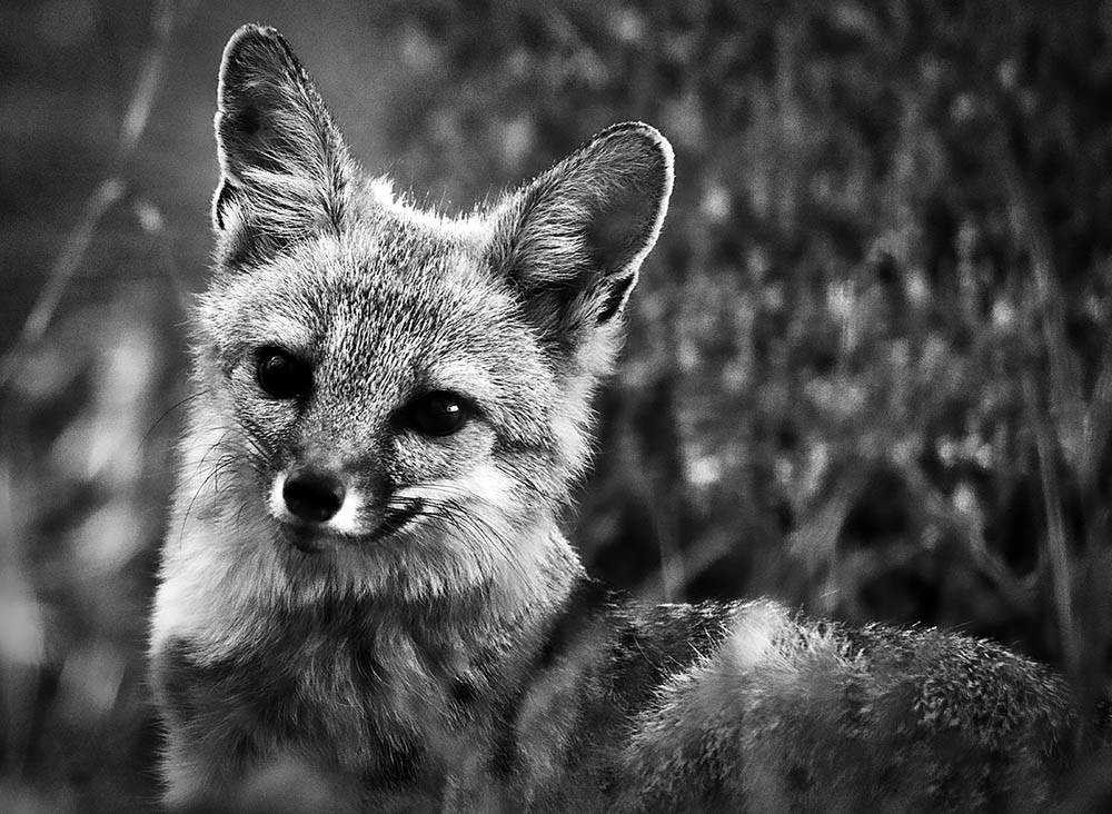 gray fox in the yard