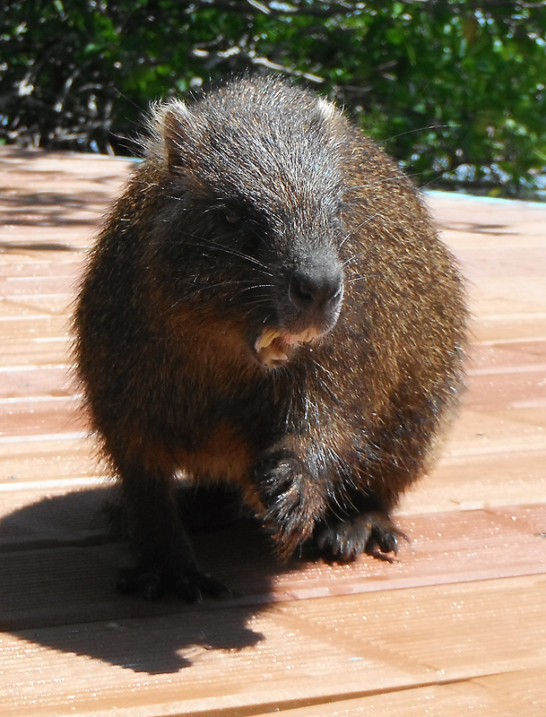 Hutia (cuban one).jpg