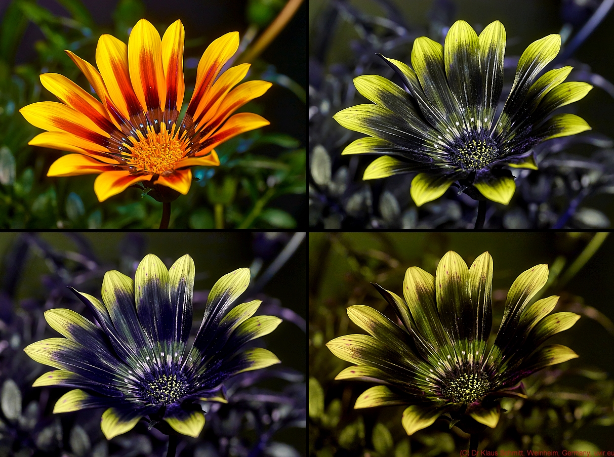 Gazania blemishes UV-JU-SU full_c.jpg