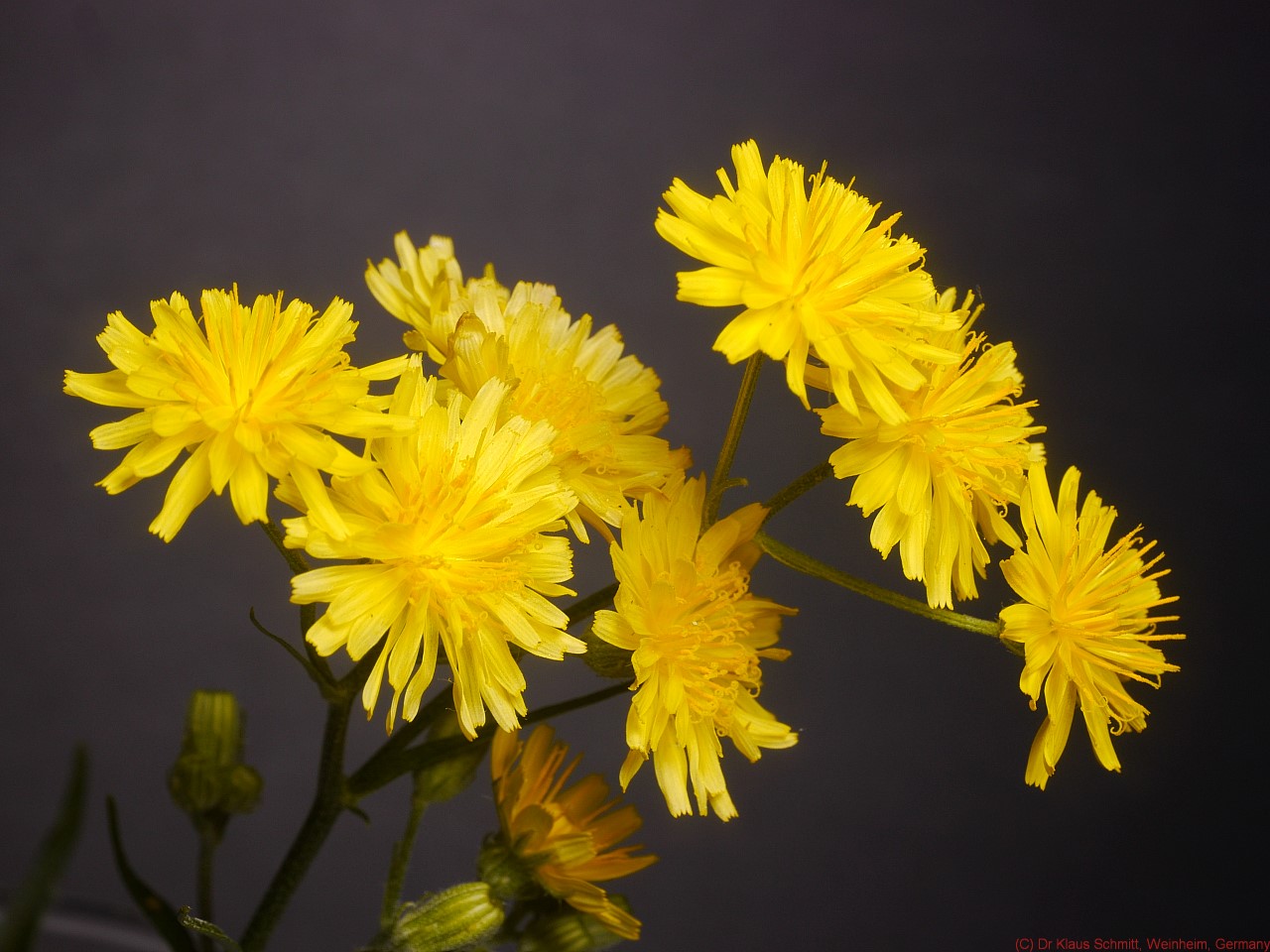 Hawksbeard2_VIS_P1160865_c.jpg