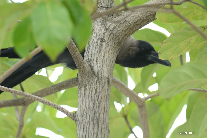 Corbeau familier (House crow)
