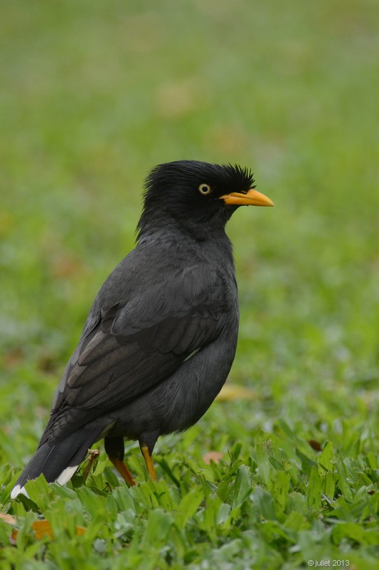 Martin  ventre blanc (White-vented myna or Javan Myna)