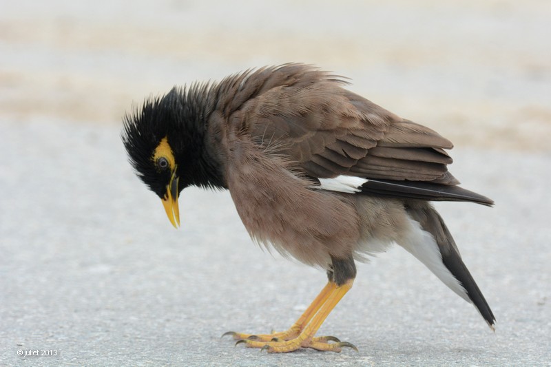 Martin triste (Common Myna)