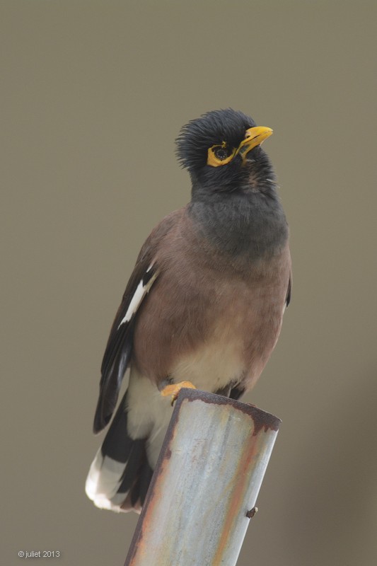 Martin triste (Common Myna)
