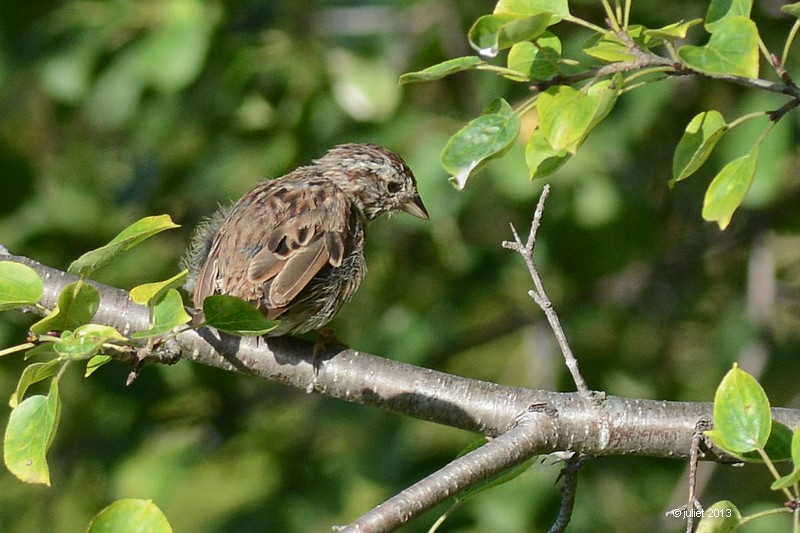 Bruant chanteur (Song sparrow)