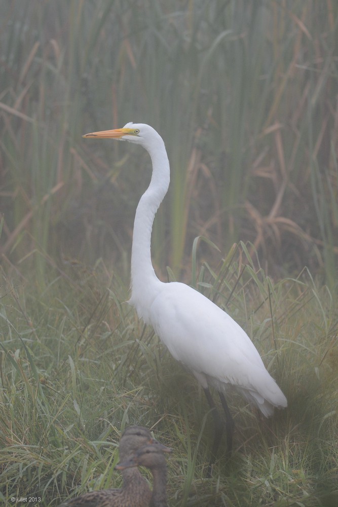 Grande aigrette (Great egret)