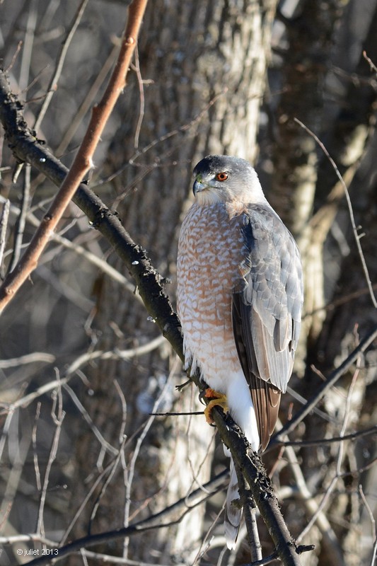 pervier de Cooper (Coopers hawk)