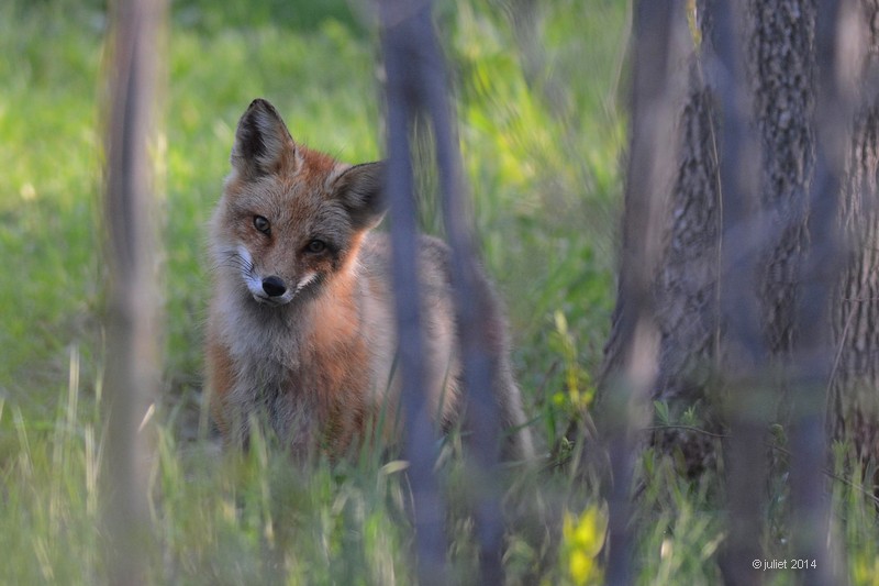 Renard roux (Red fox)