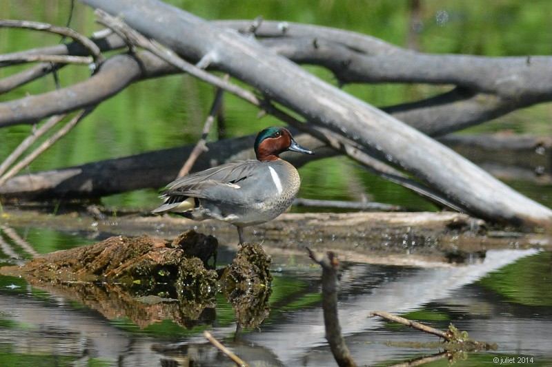 Sarcelle dhiver (Green-winged teal)