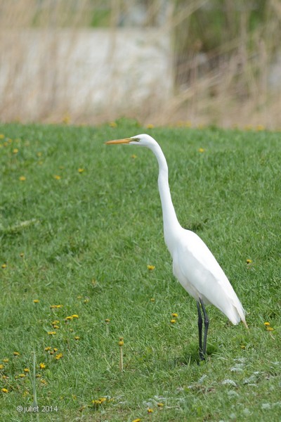 Grande aigrette (Great egret)