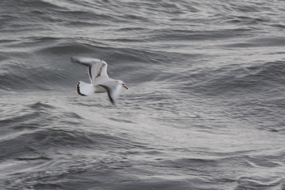 Mouette rieuse 1er hiver  (Black-headed gull 1st winter)