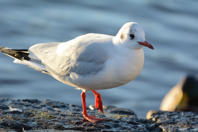 Mouette rieuse adulte hiver (Black-headed gull adult winter) 