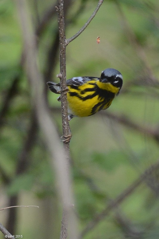 Paruline  tte cendre (Magnolia warbler)