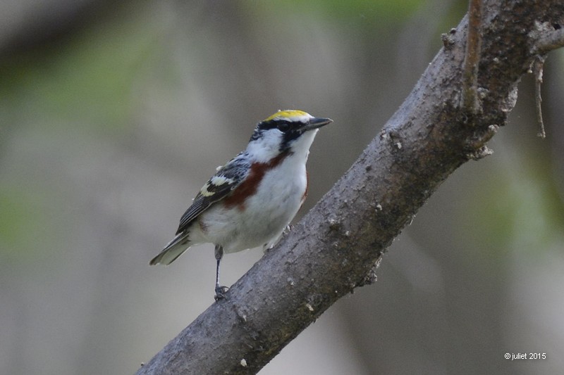 Paruline à flancs marrons (Chestnut-sided warbler)