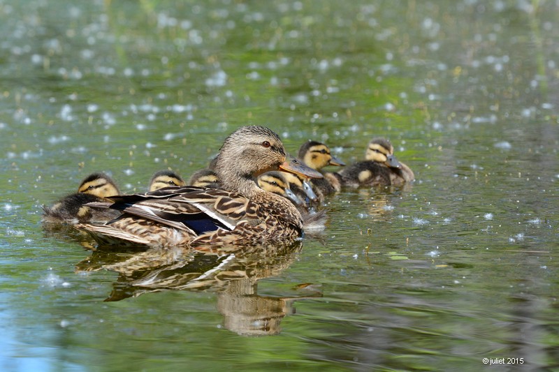 Canard colvert (Mallard)