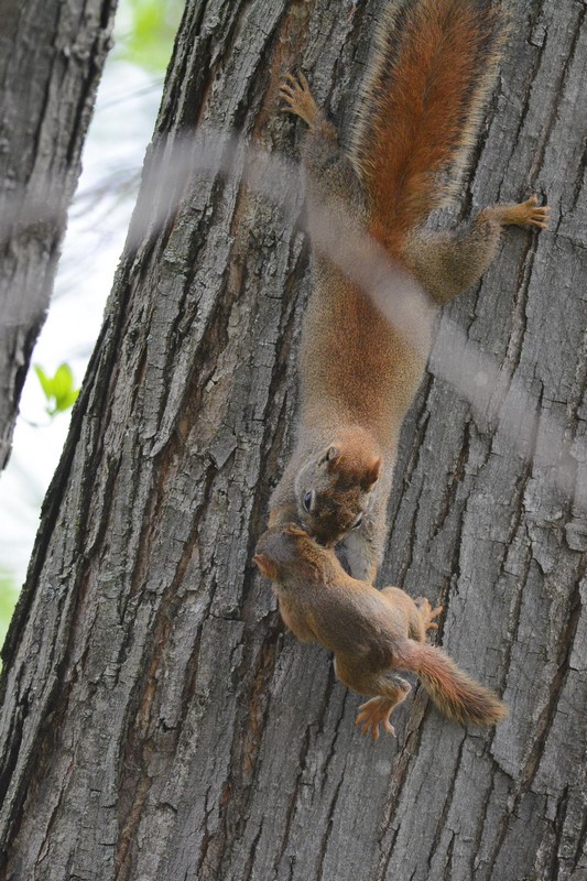 Écureuil roux jeune (Red squirrel)