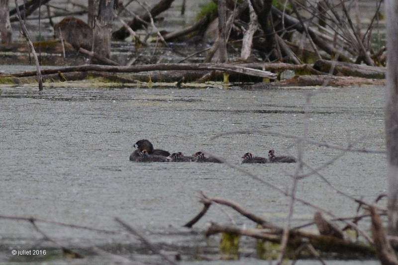 Grbe  bec bigarr (Pied-billed grebe)