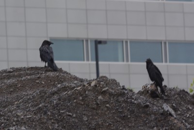 Grand corbeau (Raven)