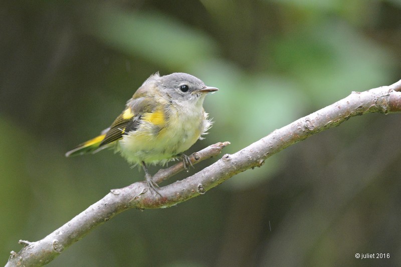 Paruline flamboyante jeune (American redstart)