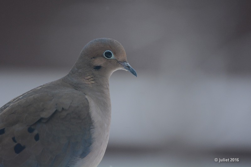 Tourterelle triste (Mourning dove)