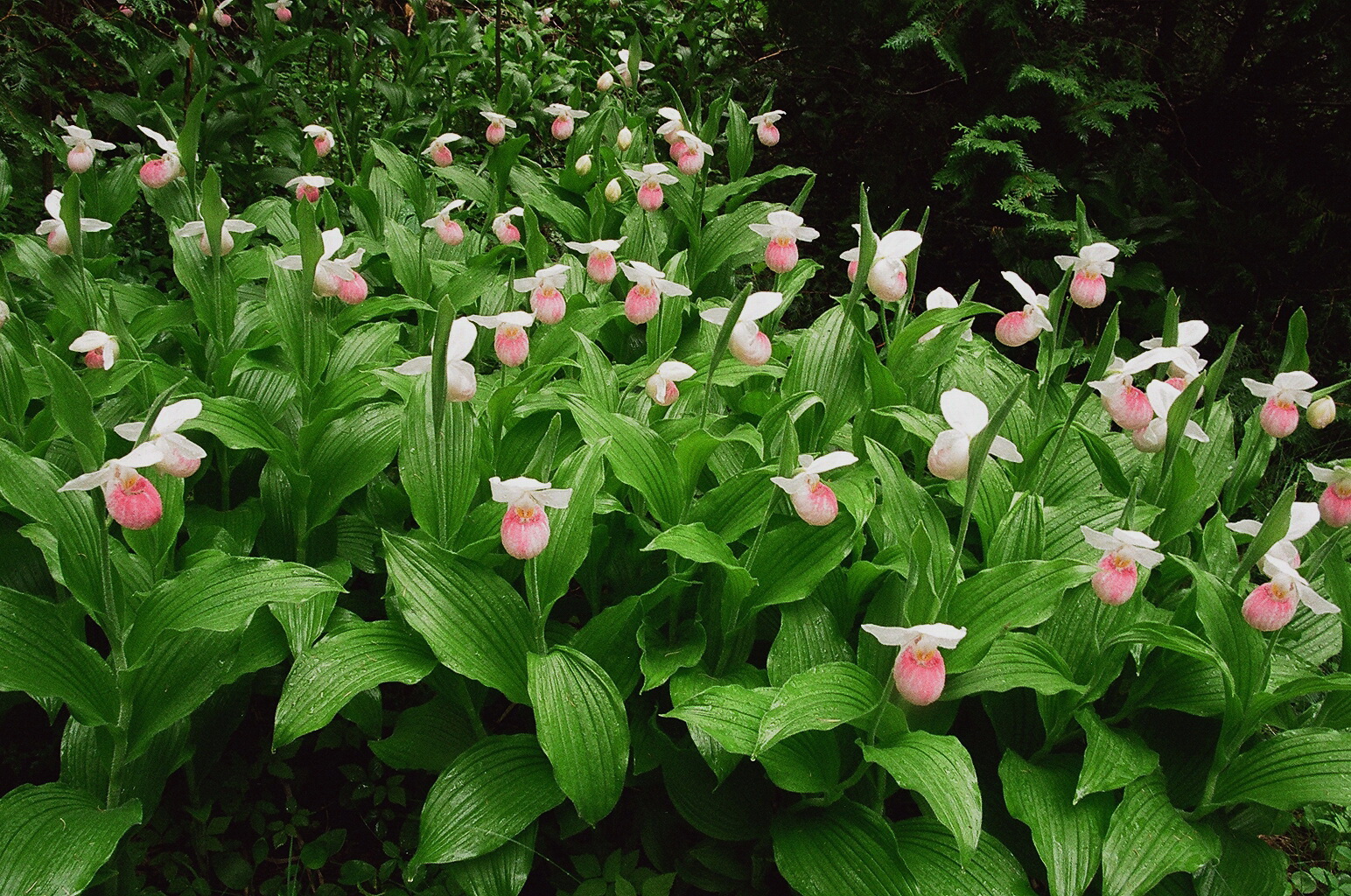 Cypripedium reginae Bruce Peninsula Ontario 6/29/2014