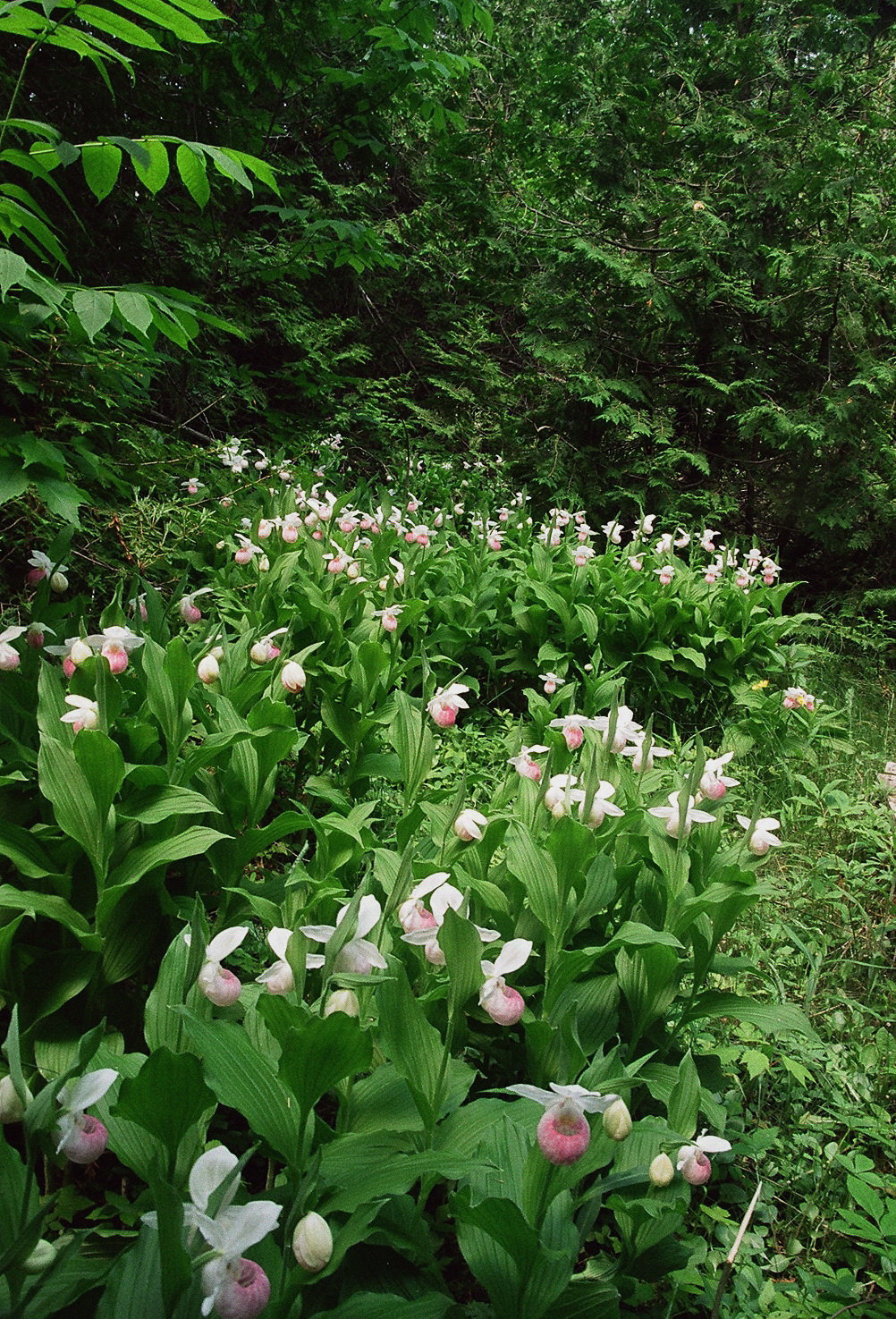 Massive colony of Cypripedium reginae Bruce Peninsula Ontario 6/29/2014  