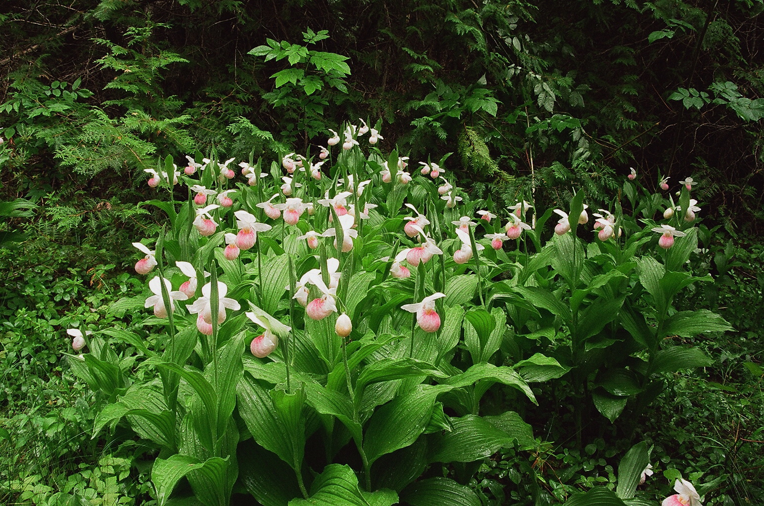 Cypripedium reginae Bruce Peninsula Ontario 6/29/2014