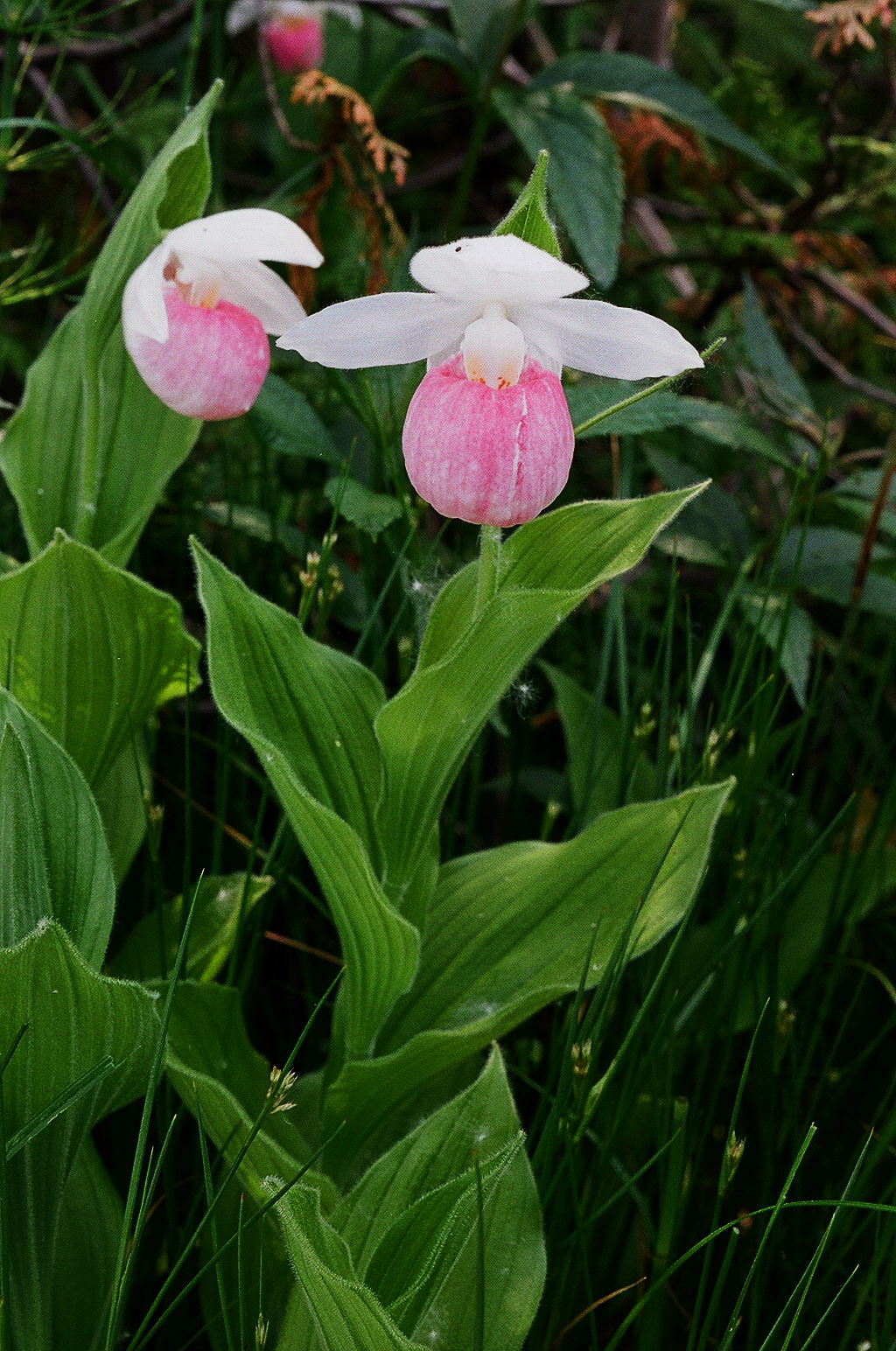 Cypripedium reginae Bruce Peninsula Ontario 6/29/2014