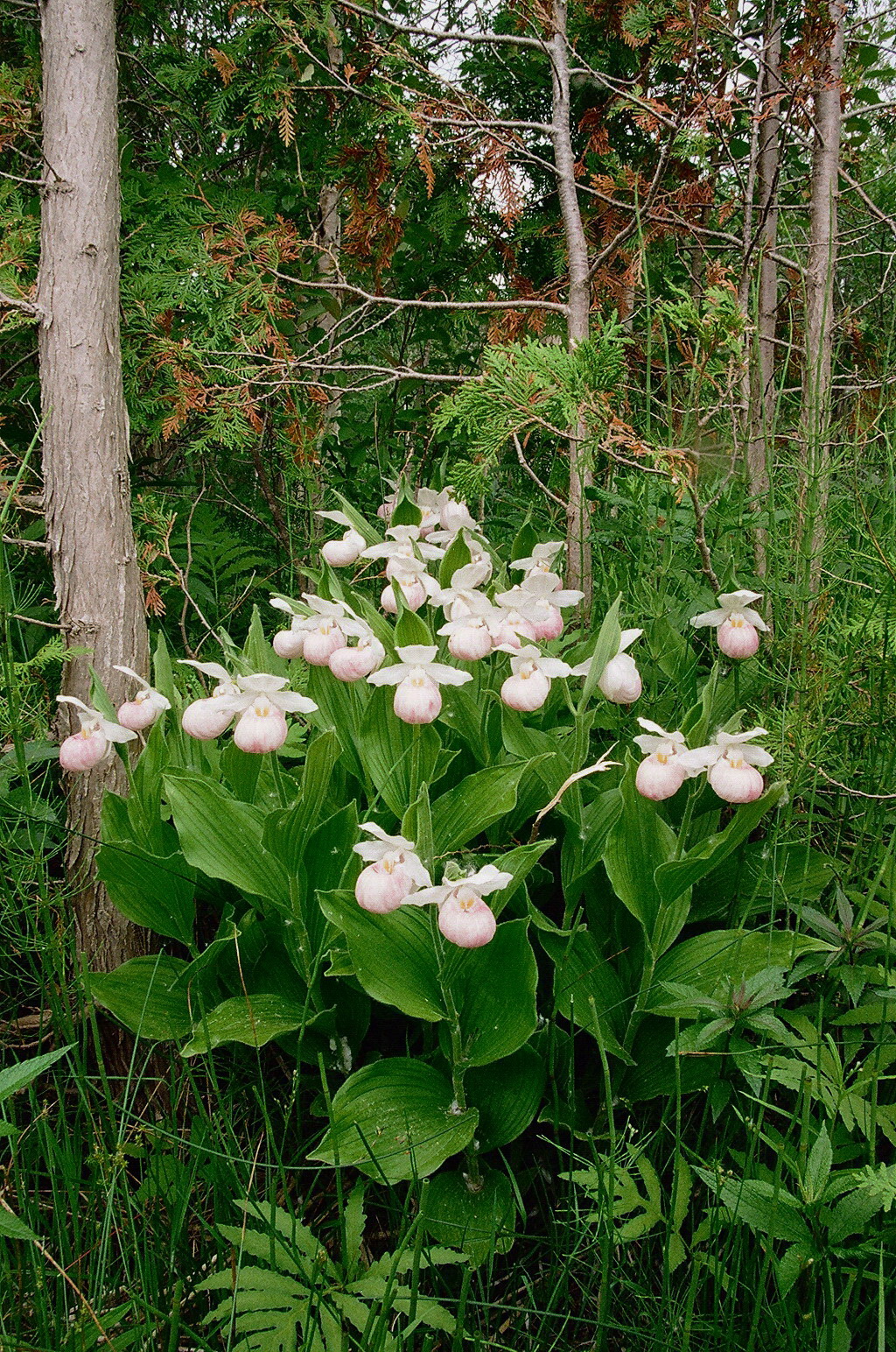 Almost pure white! Cypripedium reginae, second site, Bruce Peninsula Ontario 6/29/2014
