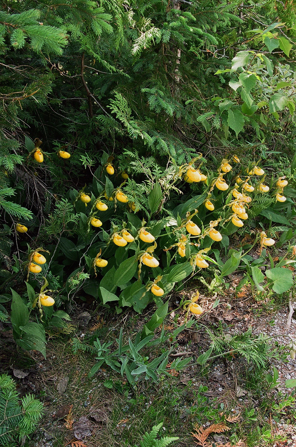Impressive roadside colony of Cypripedium parviflorum var. pubescens Tobermory Ont 6/29/2014