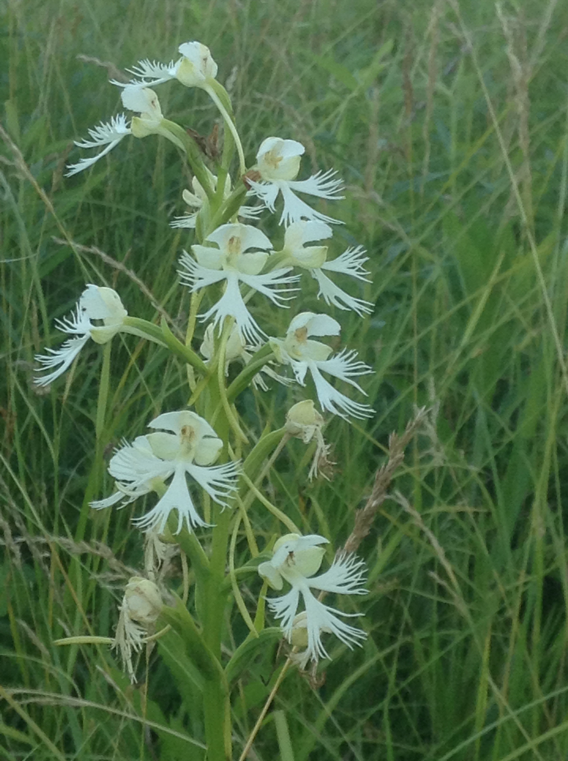 Platanthera leucophaea near Fremont Ohio 7/4/2014