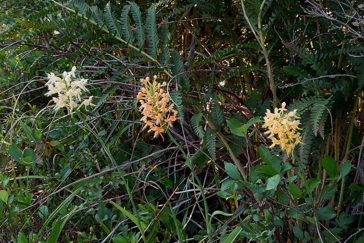 Platanthera x bicolor (cross between P. blephariglottis & P. ciliaris) eastern PA 7/26/2014