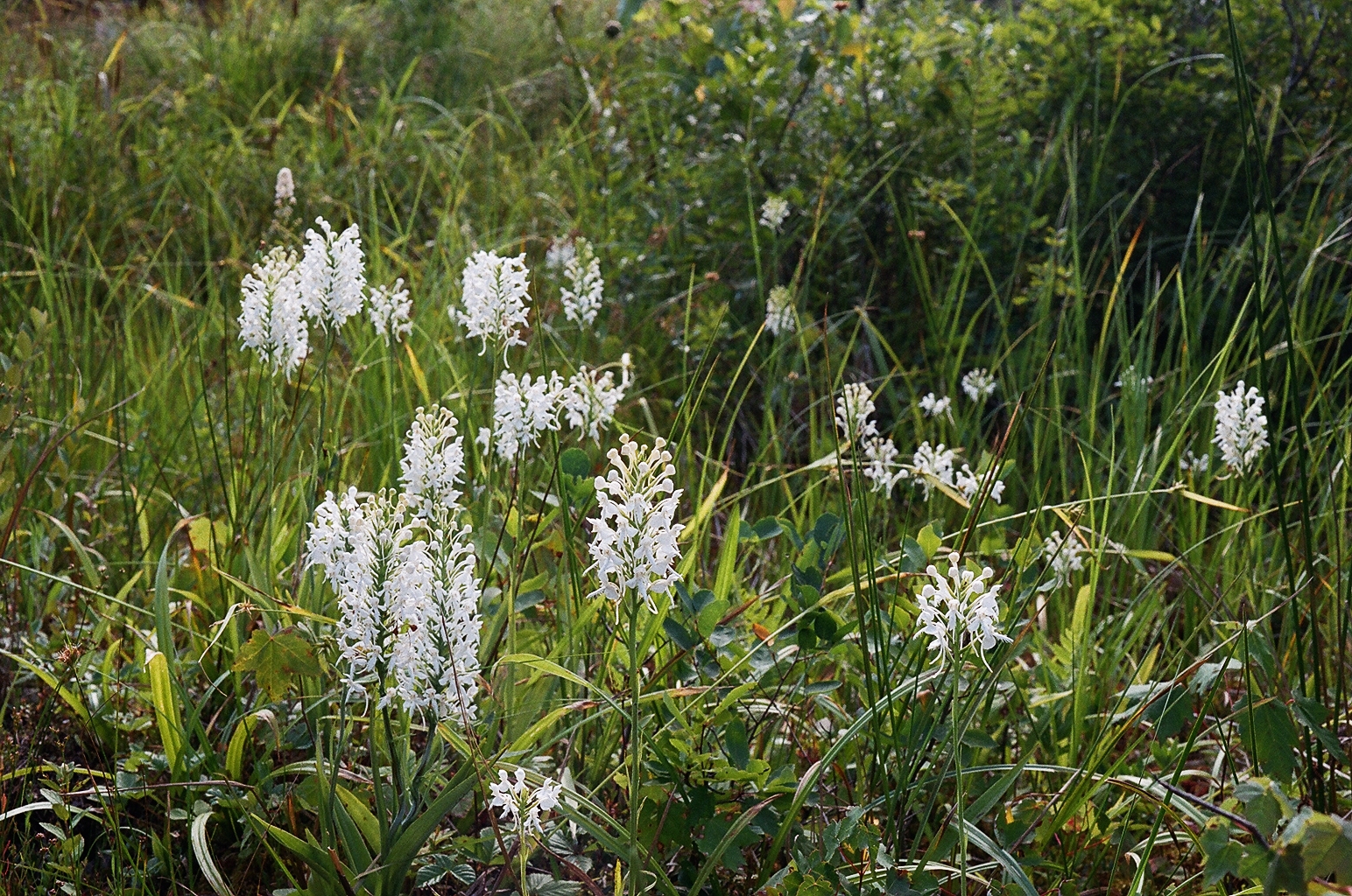 Platanthera blephariglottis eastern Pennsylvania 7/26/2014 