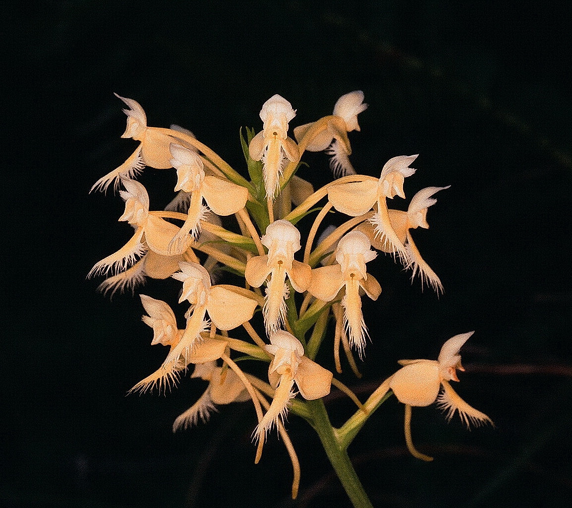Platanthera x bicolor (cross between P. blephariglottis & P. ciliaris) eastern PA 7/26/2014