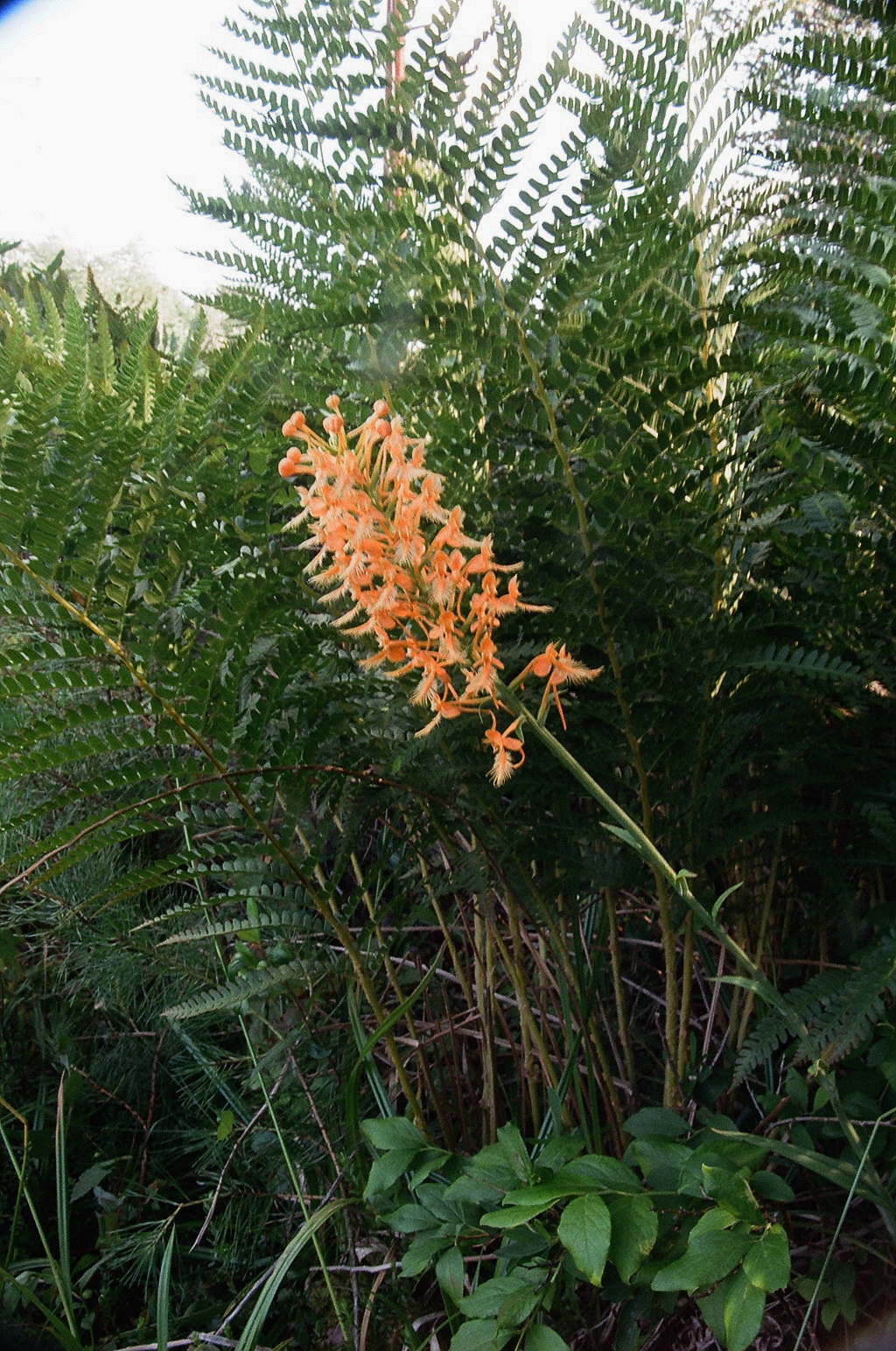  Platanthera ciliaris eastern PA 7/26/2014