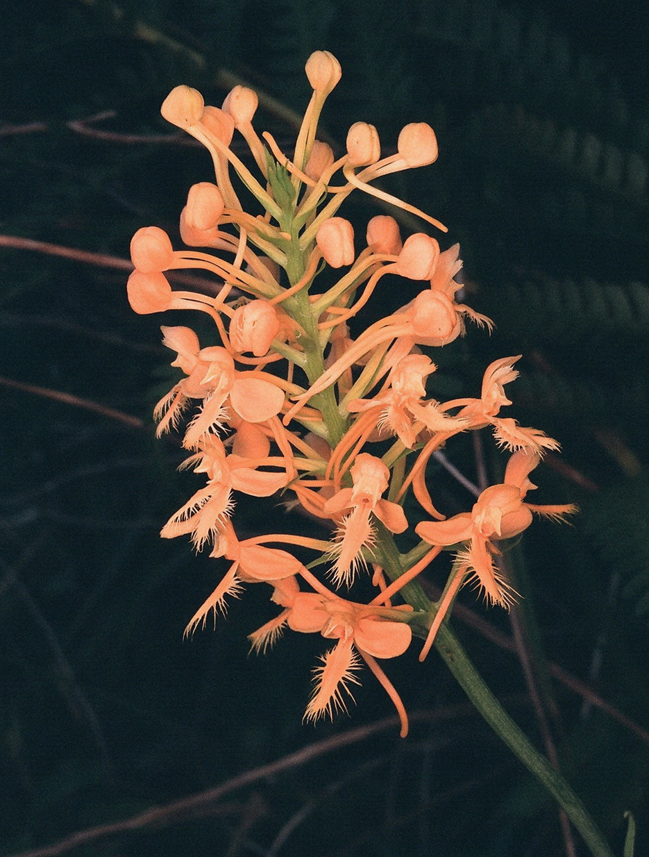  Platanthera ciliaris eastern PA 7/26/2014